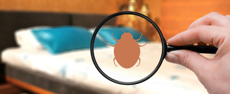 Bettwanzen erkennen: 5 Anzeichen für den Parasitenbefall