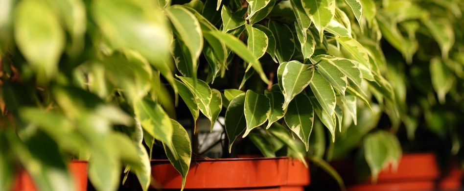 Birkenfeige verliert Blätter: 6 fixe SOS-Maßnahmen