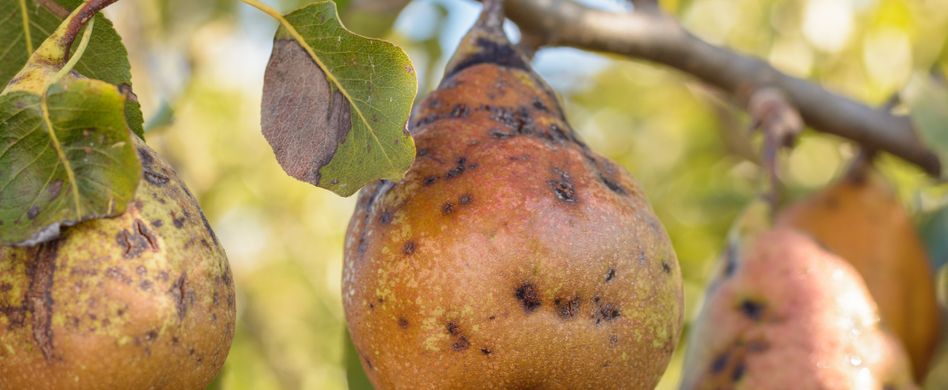 Birnbaum Krankheiten und Schädlinge erkennen und behandeln