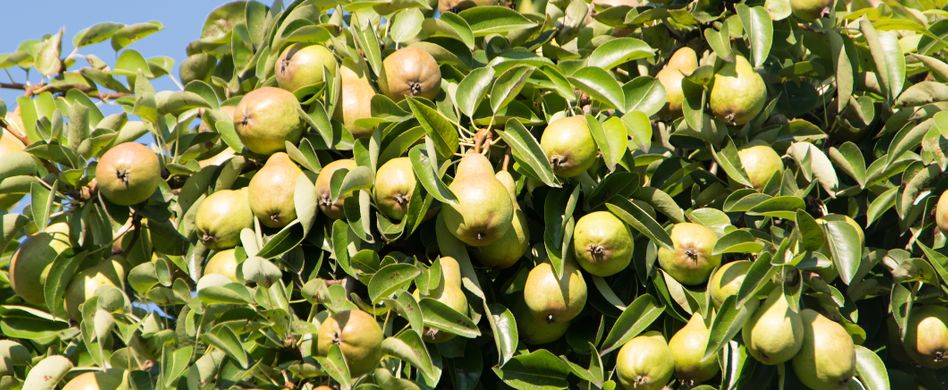 Birnbaum pflanzen: Darum ist der richtige Standort für den Birnbaum so wichtig