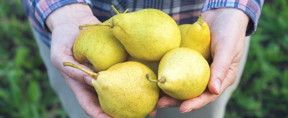 Birnenernte: Birnen ernten und richtig lagern