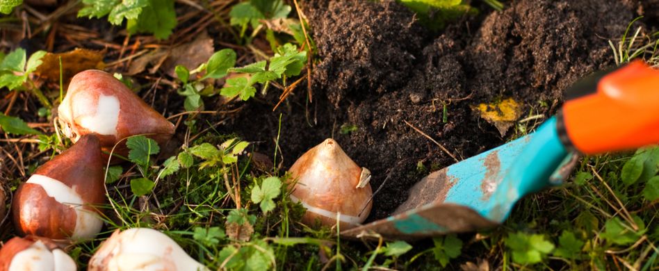 Blumenzwiebeln pflanzen: Rechtzeitig an den Frühling denken