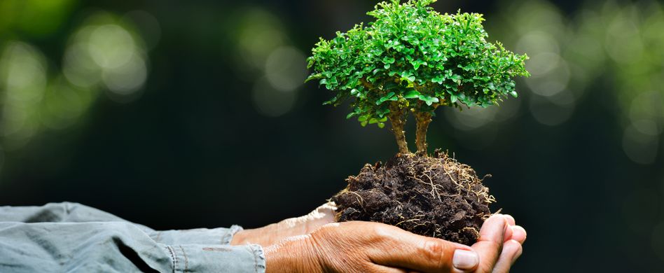 Bonsai verliert Blätter: 5 schnelle Erste-Hilfe-Maßnahmen