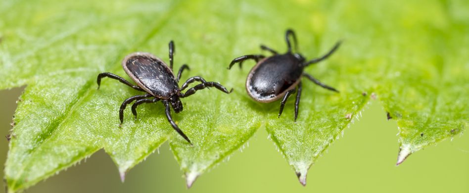 Borreliose-Spätfolgen: Was der Zeckenbiss anrichten kann