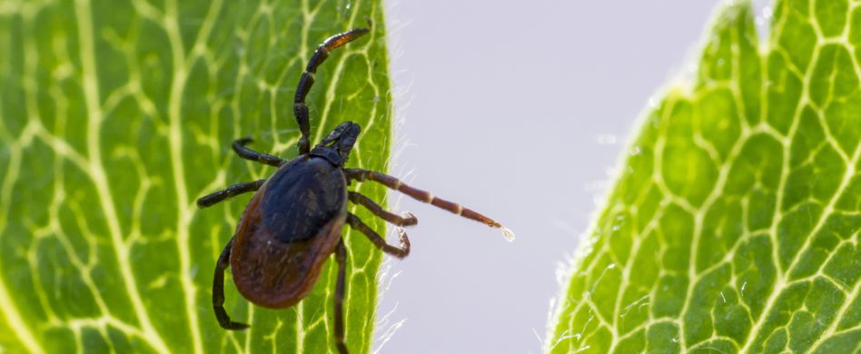 Borreliose-Symptome: So zeichnet sich das Stadium ab