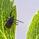 Borreliose-Symptome: So zeichnet sich das Stadium ab