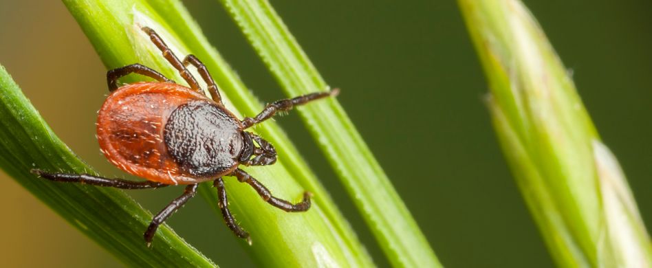 Borreliose: Was ist das?