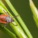 Borreliose: Was ist das?
