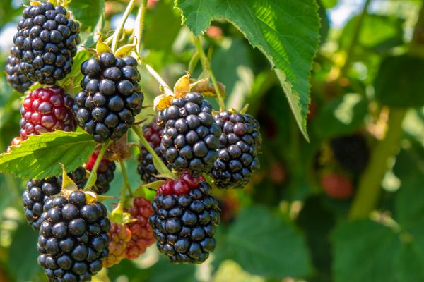 brombeeren-kalorien-naehrwerte-und-mehr-bild-2