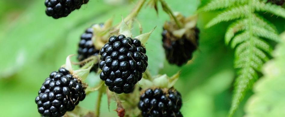 brombeeren an brombeerstrauch