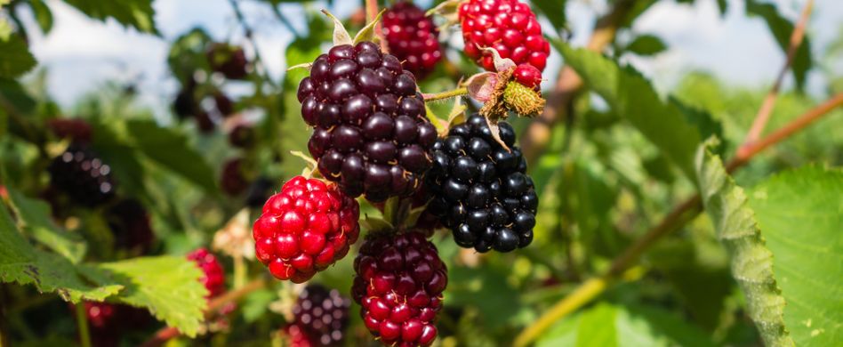 Brombeersträucher schneiden: 3 Tipps für den richtigen Schnitt