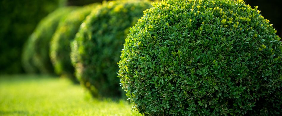 Buchsbaum-Pflege: Tipps zu Standort, Dünger, Vermehrung und Co.
