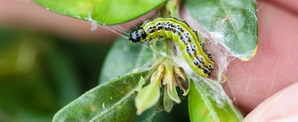 Buchsbaum-Schädlinge: So können Sie den Buchsbaumzünsler bekämpfen