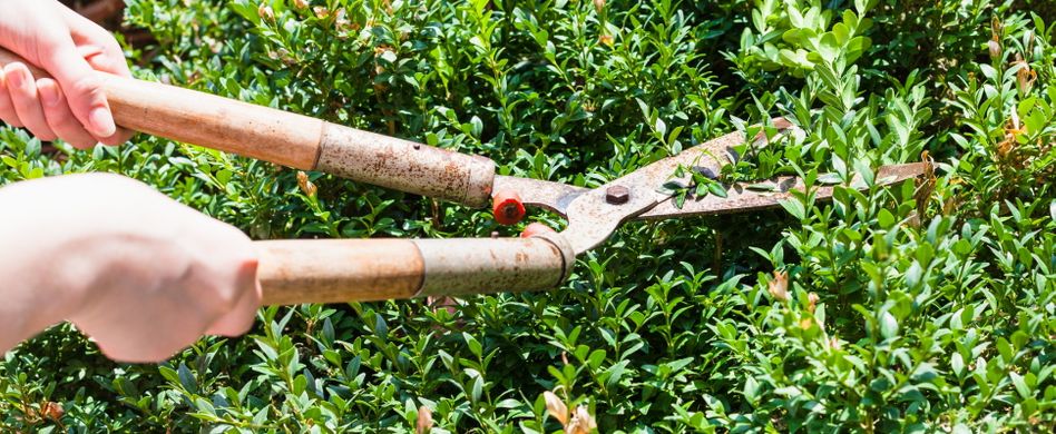 Buchsbaum schneiden: Wann und wie?