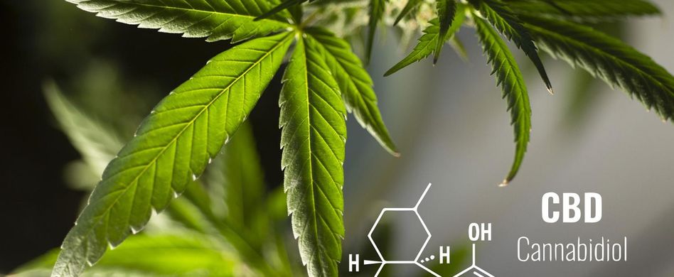 CBD-Öl – der neue Trend