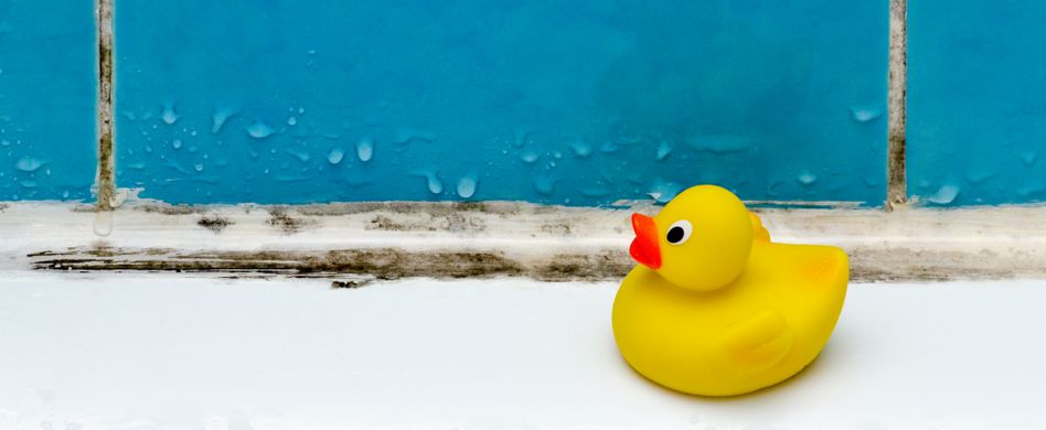 Checkliste: Schimmelpilz entfernen