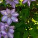 Clematis pflanzen: Wann, wo und wie?