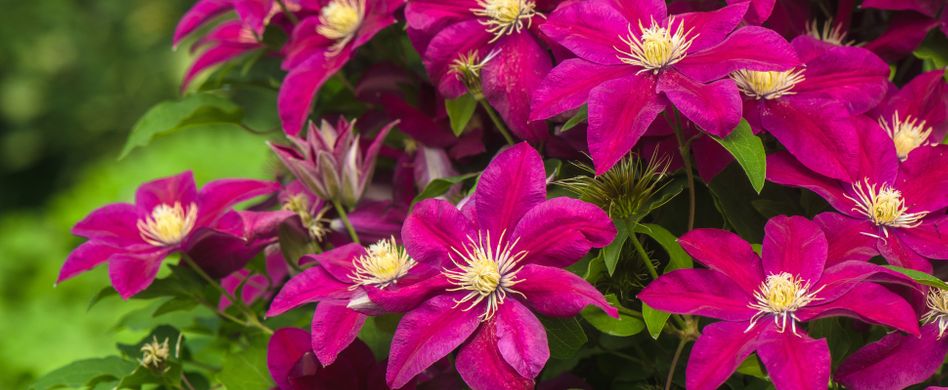 Clematis schneiden: Wie der Rückschnitt bei jeder Sorte gelingt