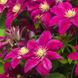 Clematis schneiden: Wie der Rückschnitt bei jeder Sorte gelingt