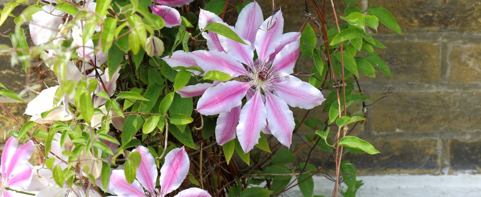 Clematis-Sorten: Diese 4 sollten in Ihrem Garten nicht fehlen