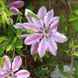 Clematis-Sorten: Diese 4 sollten in Ihrem Garten nicht fehlen