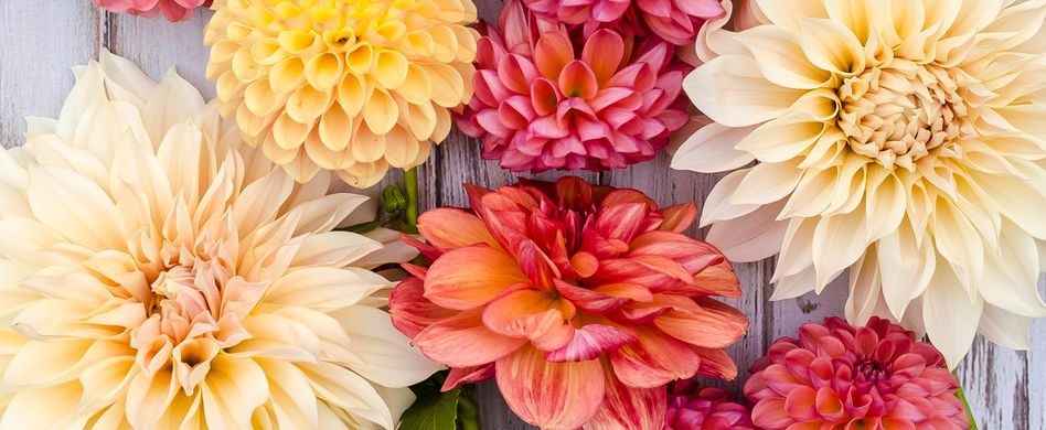 Dahlien pflanzen: Nach dem Frost die Knollen setzen