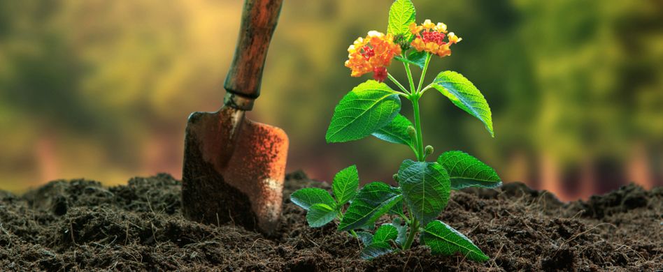Darum sollten Sie mit torffreier Blumenerde gärtnern