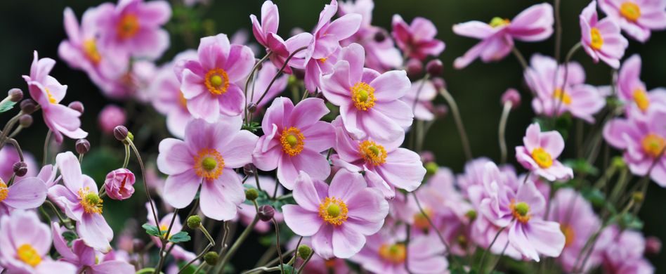 Das sind die schönsten Spätblüher für den Staudengarten