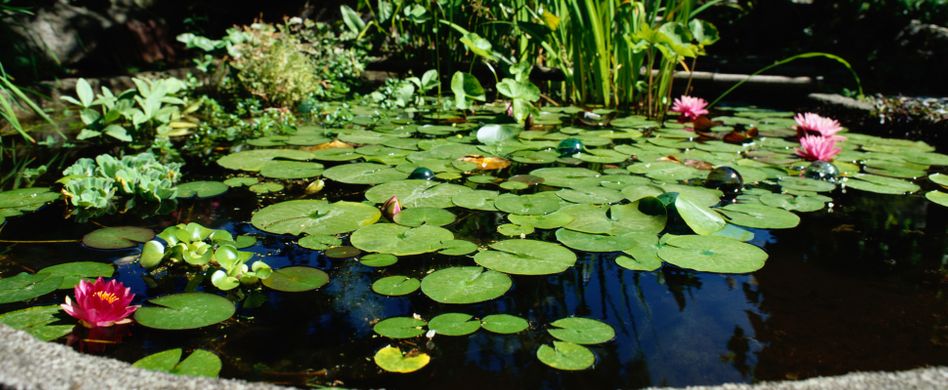 Der gesunde Gartenteich: Tipps zur Teichpflege