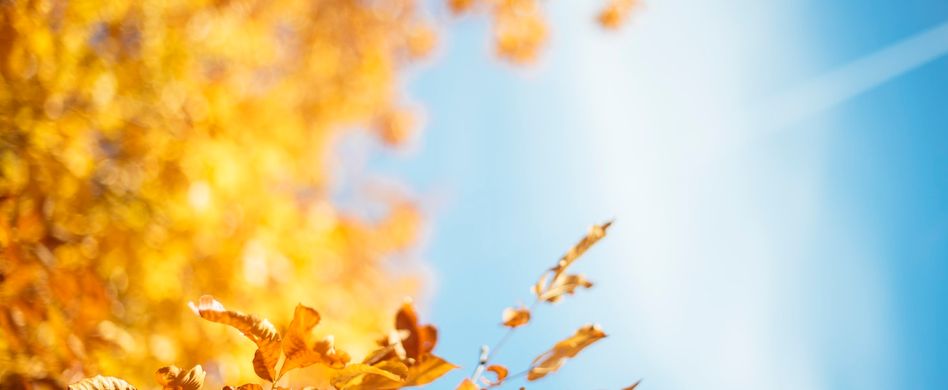 orangene herbstblätter an baum vor himmel