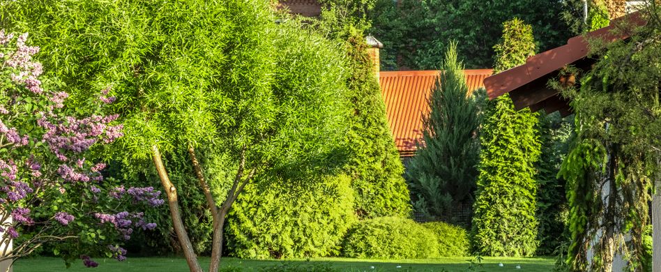 baum und hecken im garten