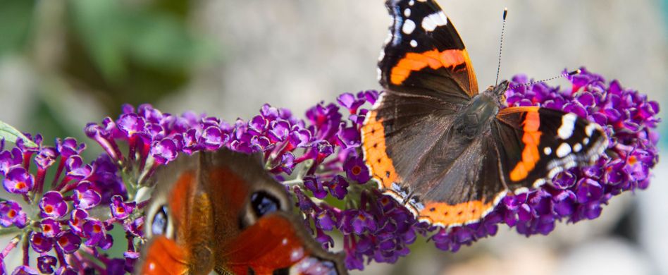 Wie wäre es mit einer bunten Wildblumenwiese auf dem Balkon? Sommerflieder, Kornblume & Co. gedeihen gut in Kübeln und Kästen. Das Beste: Sie sehen nicht nur wunderschön aus, sondern tragen auch zum Artenschutz bei. Denn für Schmetterlinge und Bienen ist Wildblumennektar lebenswichtig.