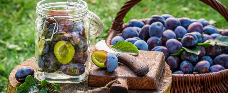 Die 5 besten Pflaumensorten für den Garten
