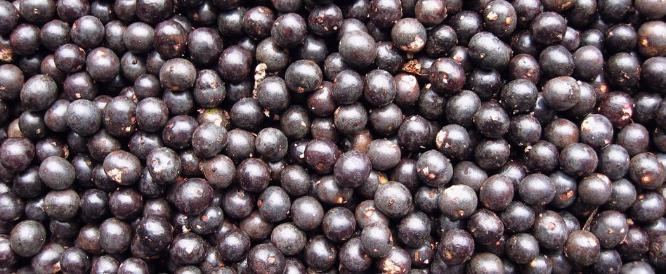 Die Acaibeere und was in ihr steckt