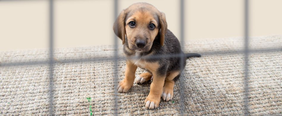 Die Anzeige im Tierschutz – was kann ich tun, wenn ich Tierquälerei beobachte?