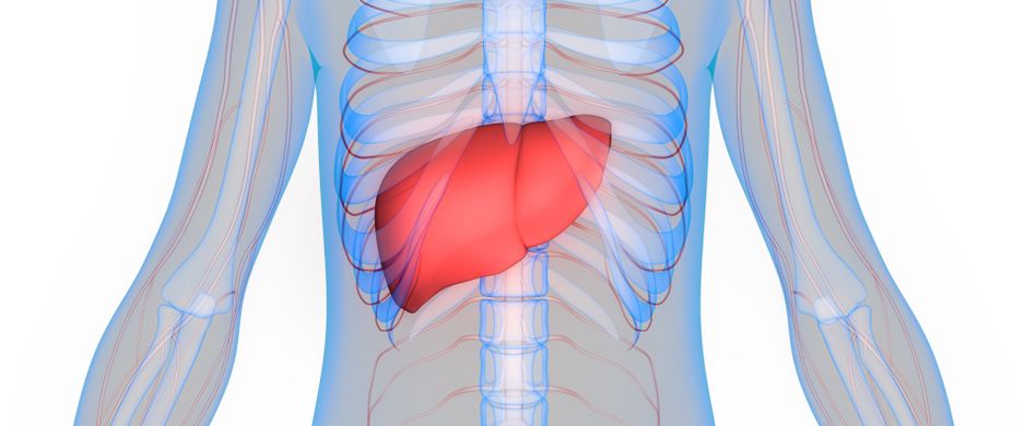 Die Aufgaben und Funktion der Leber