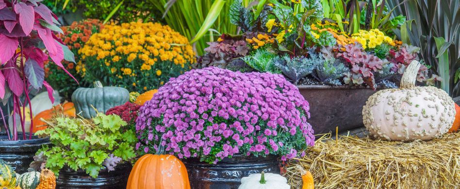 Die schönsten Spätblüher für Balkon und Terrasse