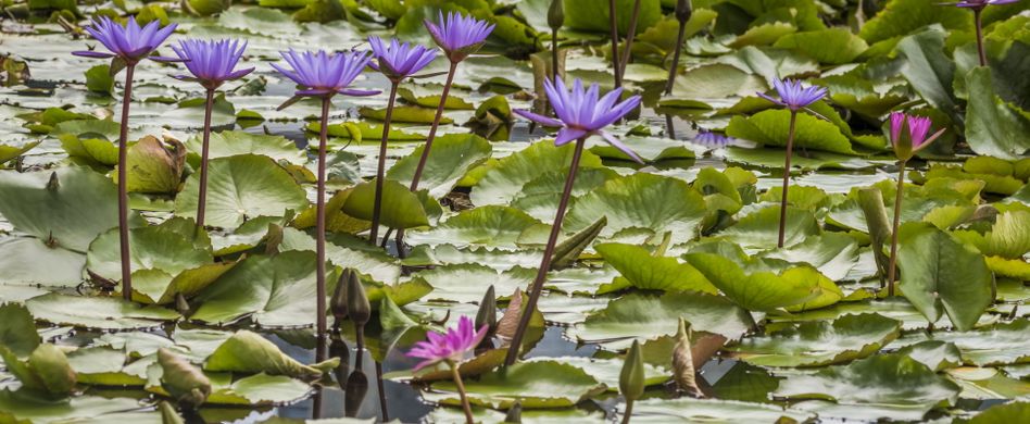 Die schönsten Wasserpflanzen für den Teich