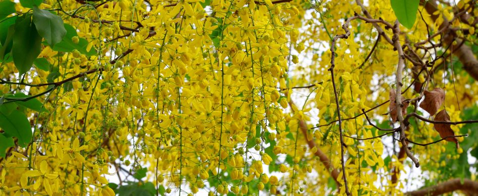 Diese 7 Giftpflanzen im Garten sind gefährlich