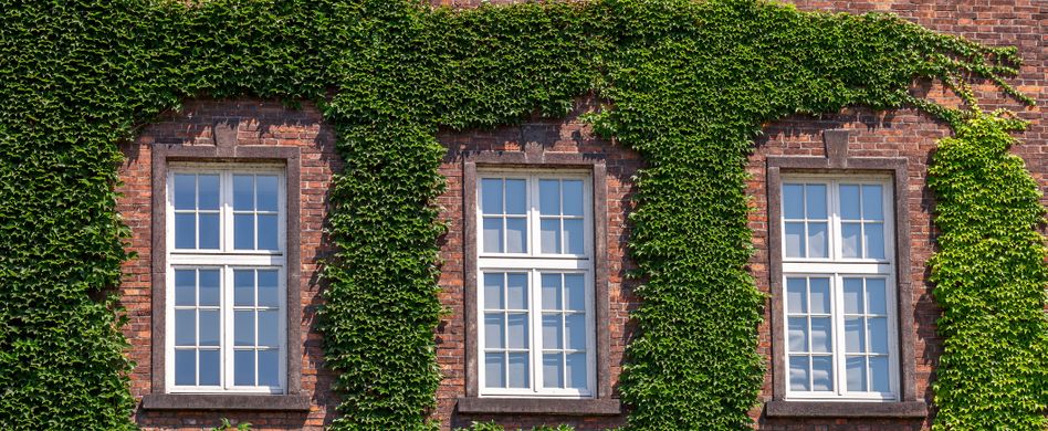 Efeu entfernen: So werden Sie die Kletterpflanze los