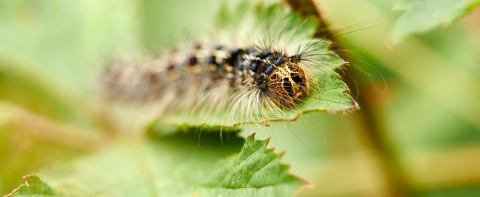 Eichenprozessionsspinner: Wie gefährlich sind die Raupen?