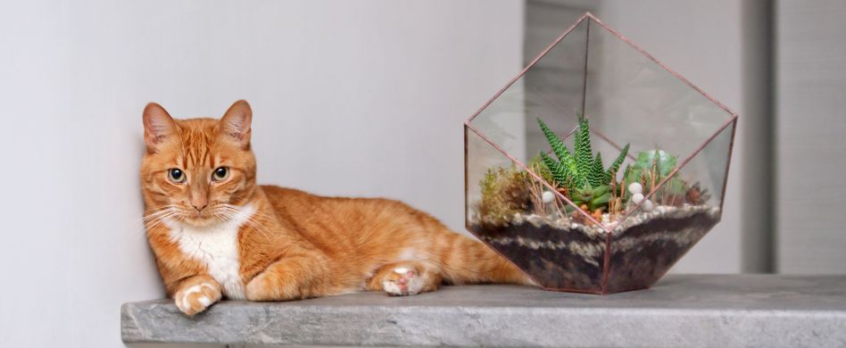 Ein Kaktus ist besser als eine Katze! 5 Gründe, warum das so ist