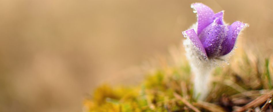 Eisheiligen: Was ist dran an der bekannten Bauernregel?