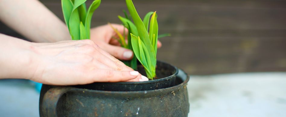 Eiswürfel-Trick: So gießen Sie Blumen schonend mit Eis