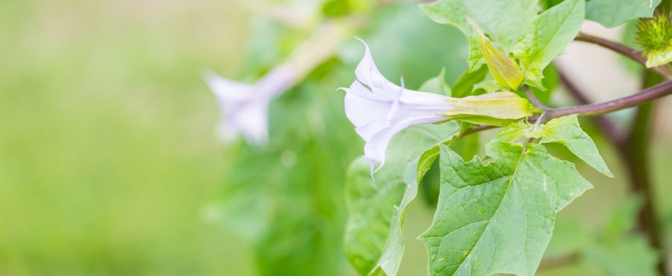 Engelstrompete pflegen und schneiden: Tipps zur giftigen Schönheit