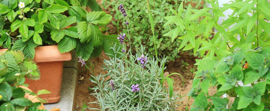 Ernte und Verarbeitung