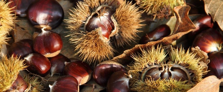 Esskastanien sammeln: So unterscheiden sich Maronen und Esskastanien