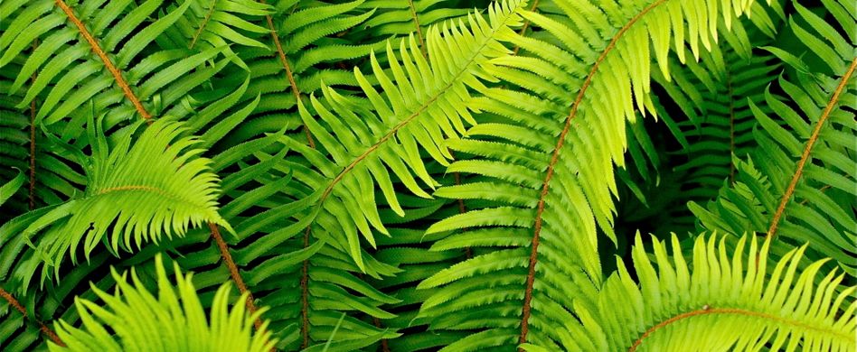 Farn verleiht dunklen Gartenecken neuen Glanz