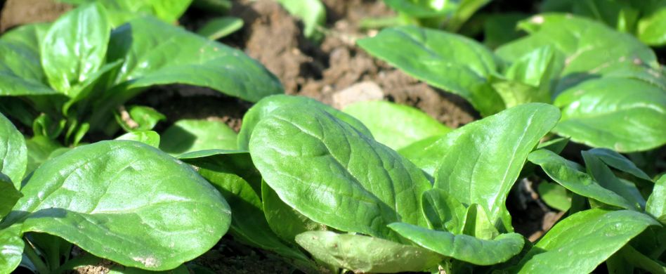 Feldsalat anbauen und ernten: So gehts