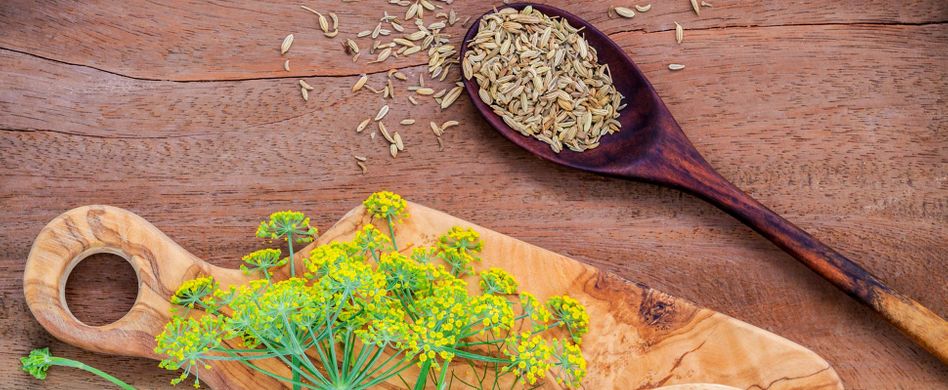 Fenchel: Wirkung der Heilpflanze auf die Verdauung